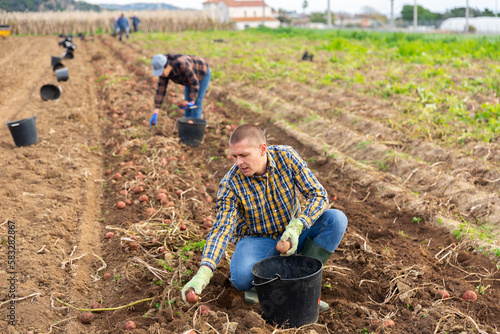 Man farmer while harvesting of potatoes on farmer field outdoor