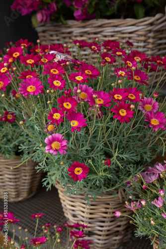 Beautifully blooming Dimorphoteca or African daisies in magenta color potted in the greek garden shop - springtime.
