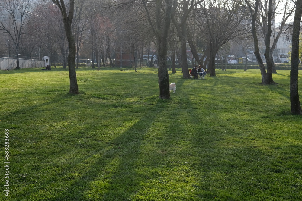 Sunny lawn in the city park.