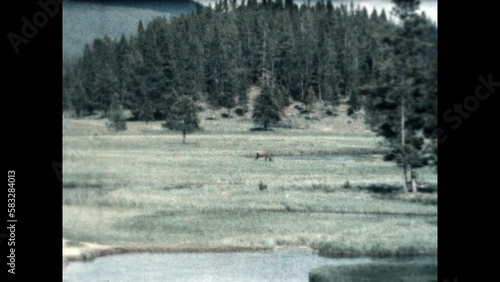 Yellowstone Moose 1957 - A moose wanders and grazes at Yellowstone National Park photo