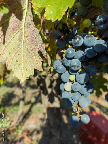 Vineyards and grape harvest