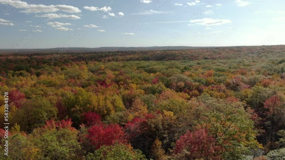 Autumn Forest in Remote Location with Orange, Yellow and Red Trees during sunset in America Autumn Forest in Remote Location with Orange, Yellow and Red Trees during sunset in America