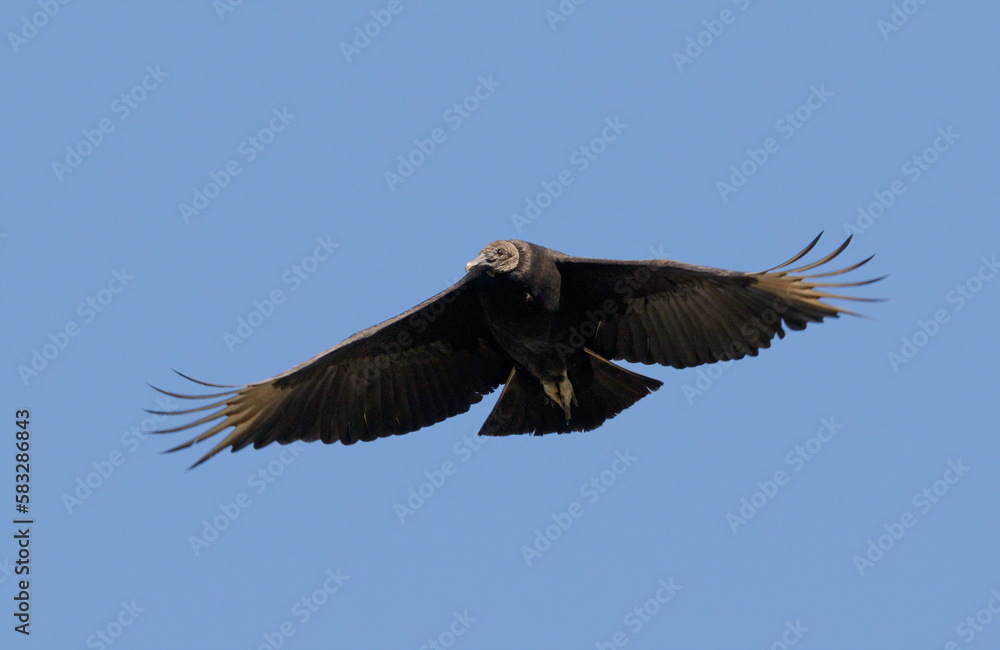 Black vulture (Coragyps atratus) flying in blue sky, Brazos Bend State Park, Texas Black vulture (Coragyps atratus) flying in blue sky, Brazos Bend State Park, Texas