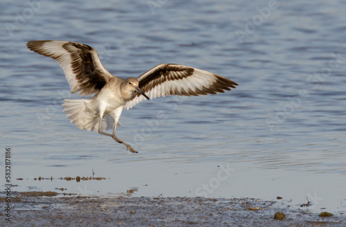 Willet (Tringa semipalmata) displaying and keeping others away from his nesting place, Galveston, Texas. photo