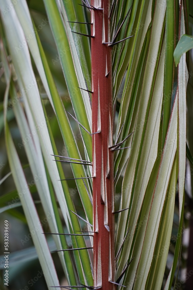 Fototapeta premium Spiny palm bushes of Astrocaryum gynacanthum plant in the Amazon rainforest. Near the village of Solimoes Arapiuns, Brazil.