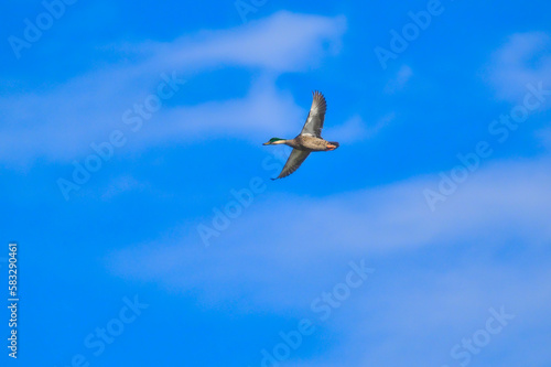 Mallard Duck flying with blue sky and clouds background