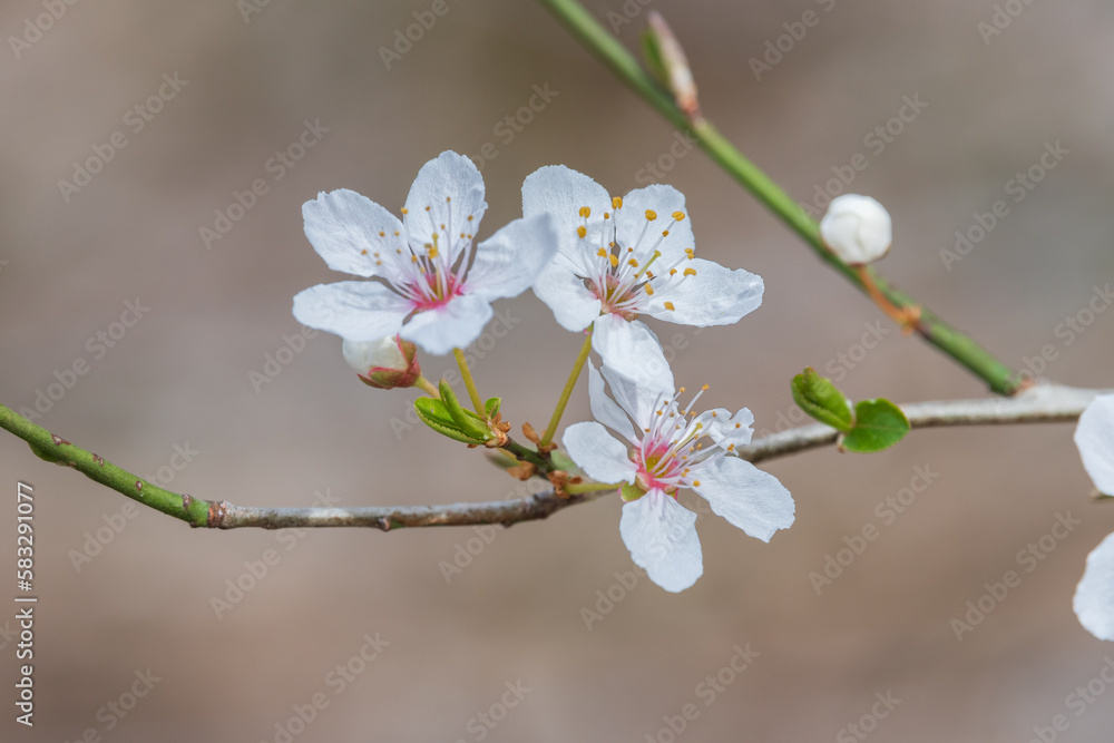 Blossoming of almond flowers in spring time Blossoming of almond flowers in spring time