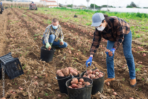 Farmer team in protective mask working on farmer plantation, picking potatoes © JackF
