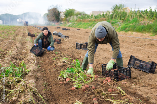 Couple of professional farmers, man and woman, harvesting sweet potatoes at a farm field