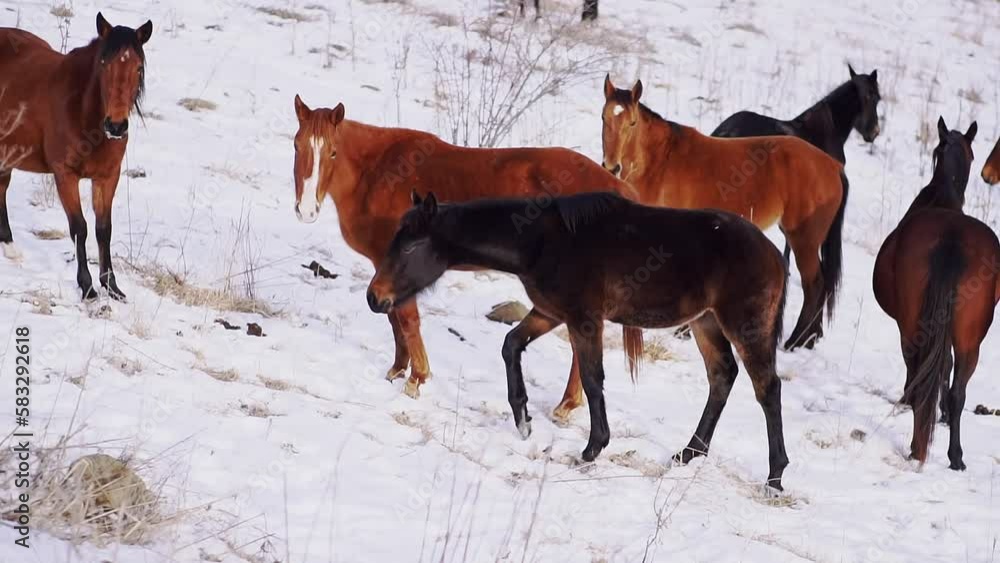 Horses stand in valley with dry grass covered with snow Horses stand in valley with dry grass covered with snow
