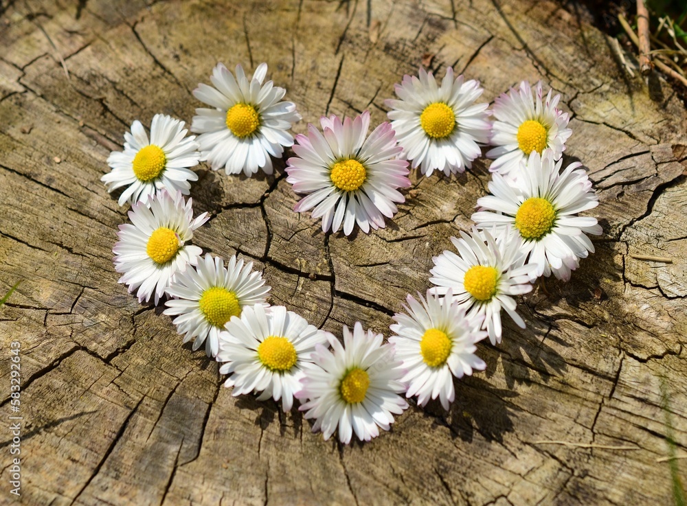 Obraz premium heart of daisies