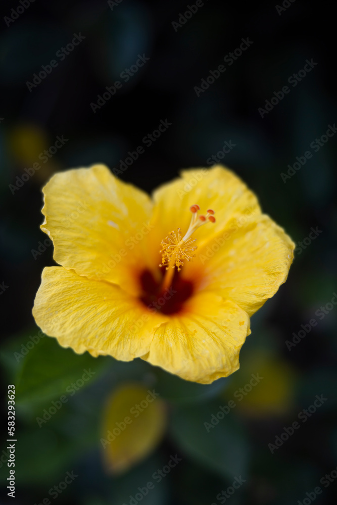 Yellow hawaii flower outdoors macro close up Yellow hawaii flower outdoors macro close up