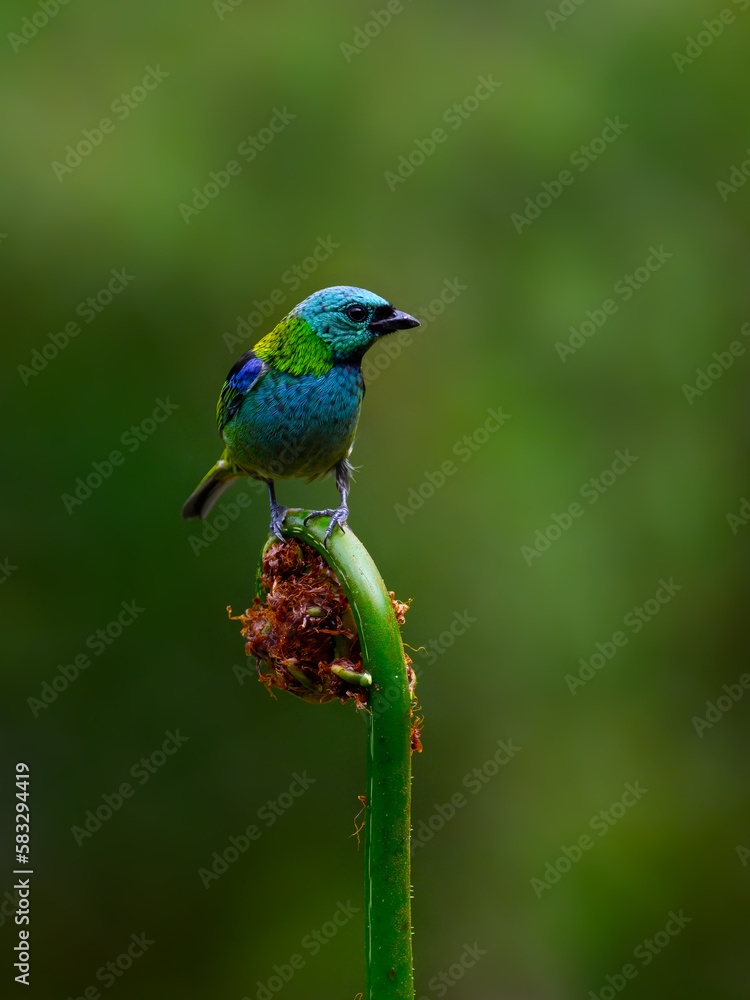 Obraz premium Green-headed Tanager portrait on a plant against green background