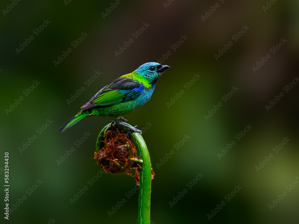 Green-headed Tanager portrait on a plant against green background