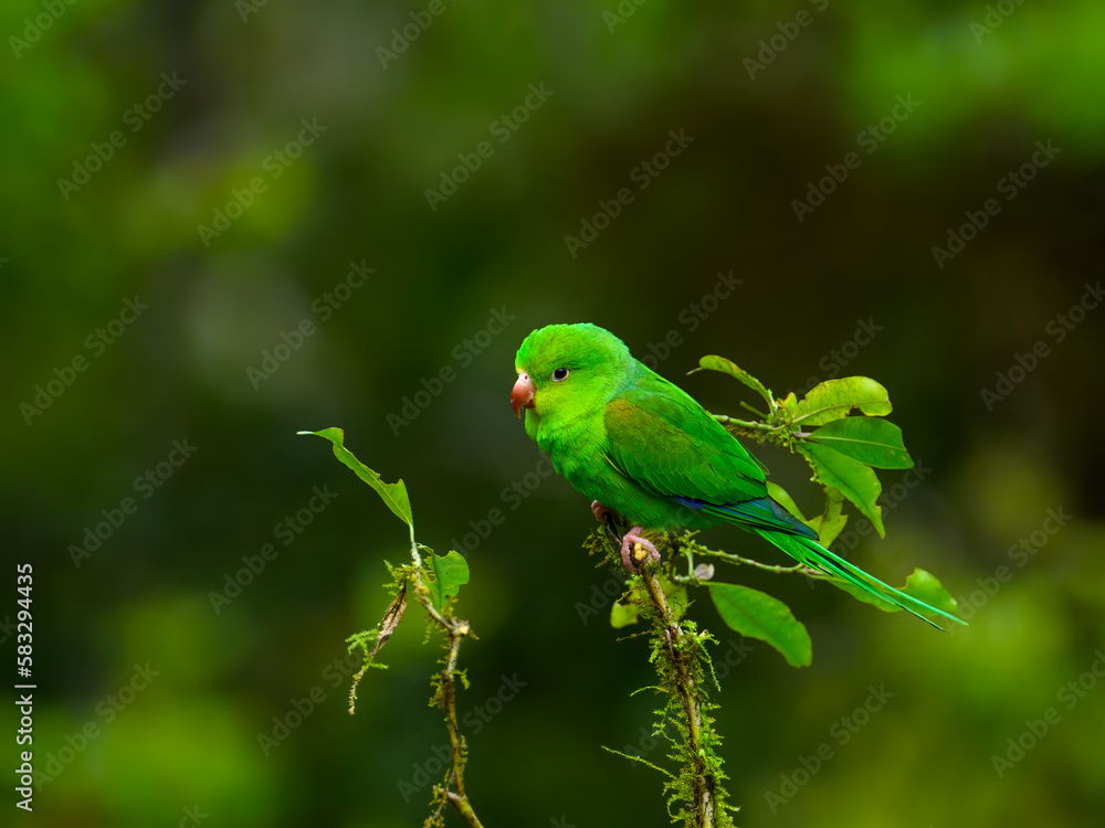 Plain Parakeet on a plant against green background Plain Parakeet on a plant against green background