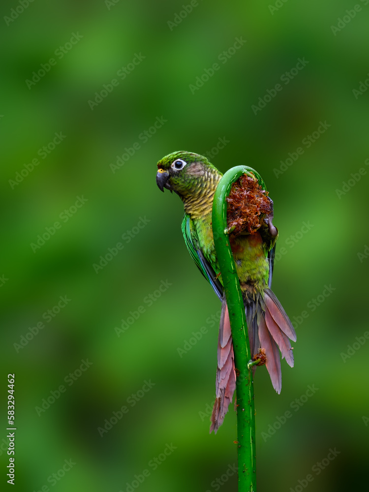 Fototapeta premium Marron-bellied Parakeet portrait on plant on green background