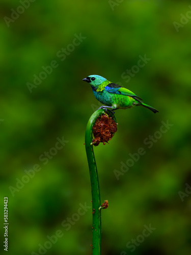 Green-headed Tanager portrait on a plant against green background