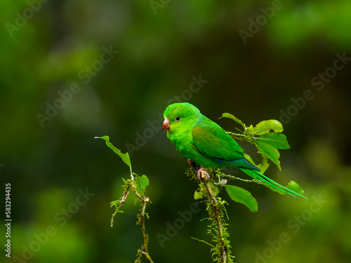 Plain Parakeet on a plant against green background