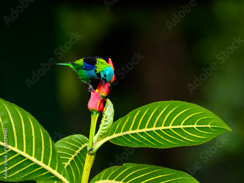 Green-headed Tanager portrait on a plant against green background photo