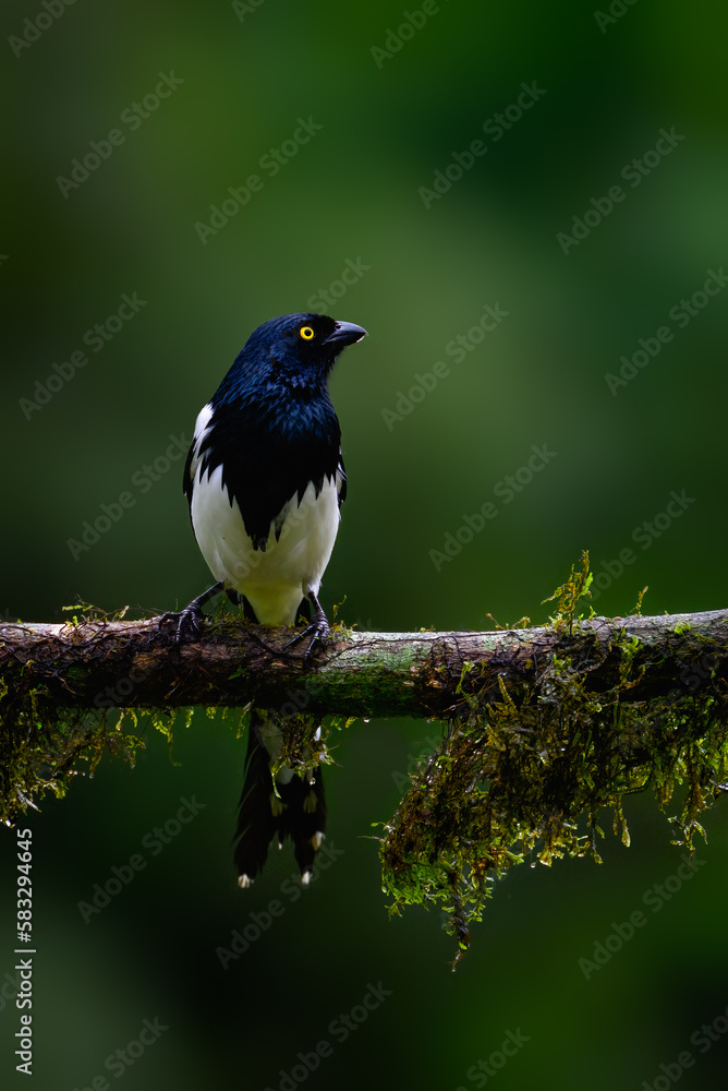Fototapeta premium Magpie Tanager on mossy stick on green background