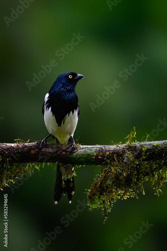 Magpie Tanager on mossy stick on green background