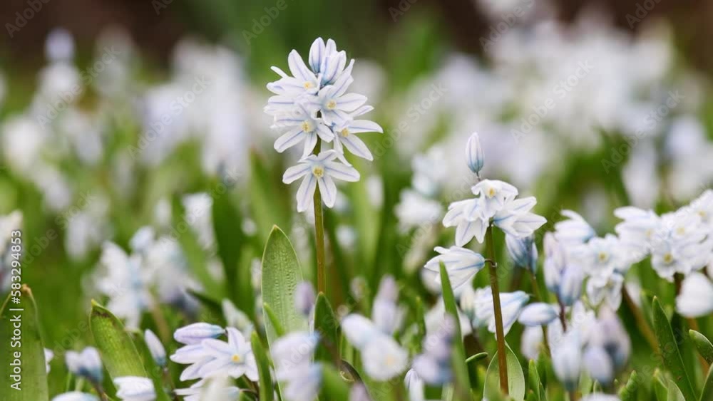 a white spring flower meadow 4k 30fps video a white spring flower meadow 4k 30fps video