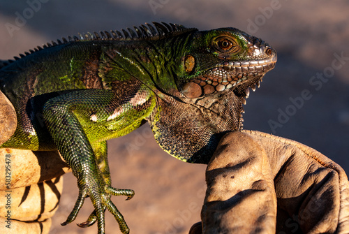 person holding with gloves an Iguana lizard showing the barbels of the animal. Green iguana captured showing the barelas. photo