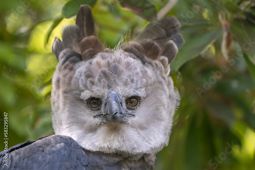 Harpy eagle photo