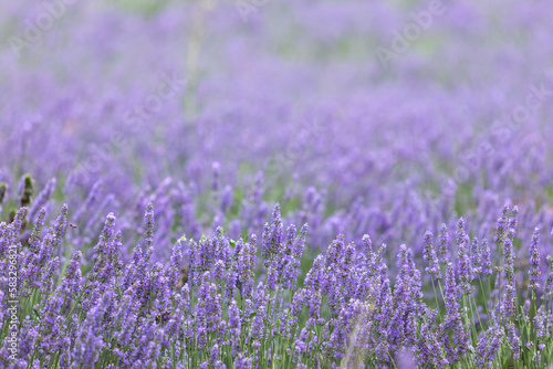 Lavender bushes closeup on sunset. Sunset gleam over purple flowers of lavender. Provence region of France.