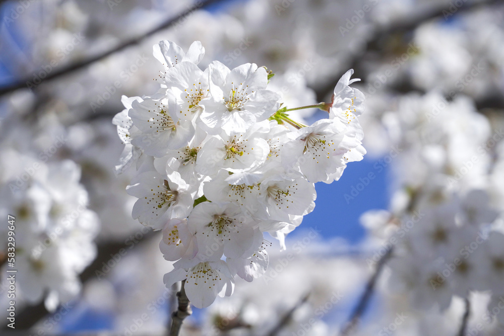 white Cherry blossom with bluesky background