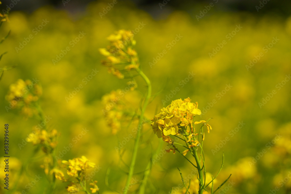 Canola Flowers Fields in Jeju Island Background Canola Flowers Fields in Jeju Island Background