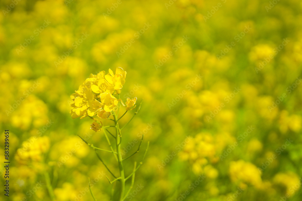 Canola Flowers Fields in Jeju Island Background Canola Flowers Fields in Jeju Island Background