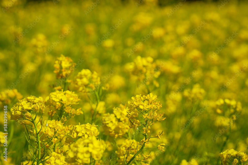 Canola Flowers Fields in Jeju Island Background Canola Flowers Fields in Jeju Island Background