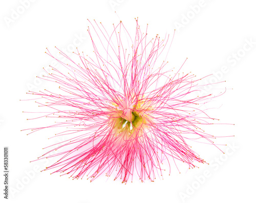 pink silk tree flower
