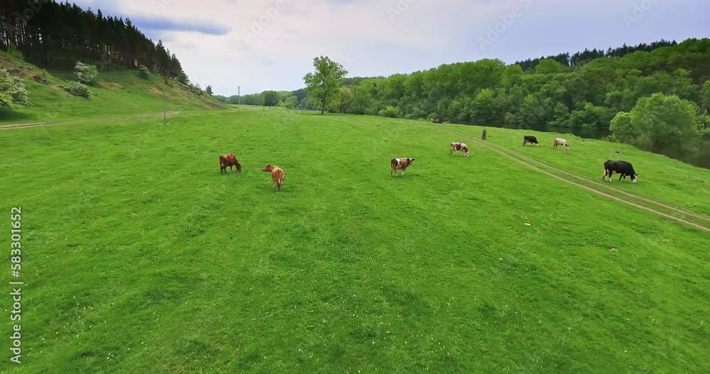 Flying over the fresh green meadow and approaching the cattle herd. Diverse cows grazing on the pasture land. Top view. Flying over the fresh green meadow and approaching the cattle herd. Diverse cows grazing on the pasture land. Top view.