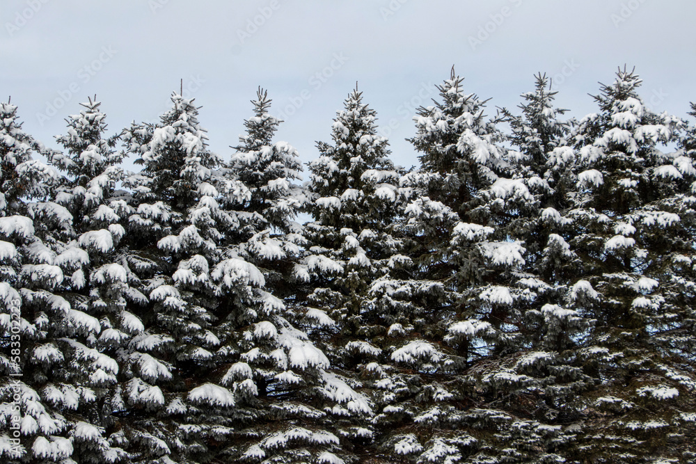 snow covered tree