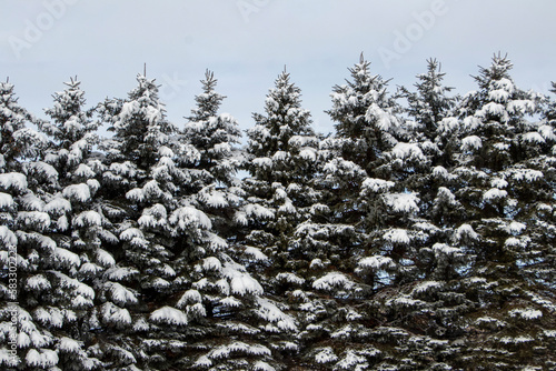 Obraz na płótnie snow covered tree w salonie