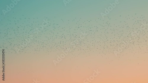 Wallpaper Mural Starling murmurations in the sky at sunset Torontodigital.ca