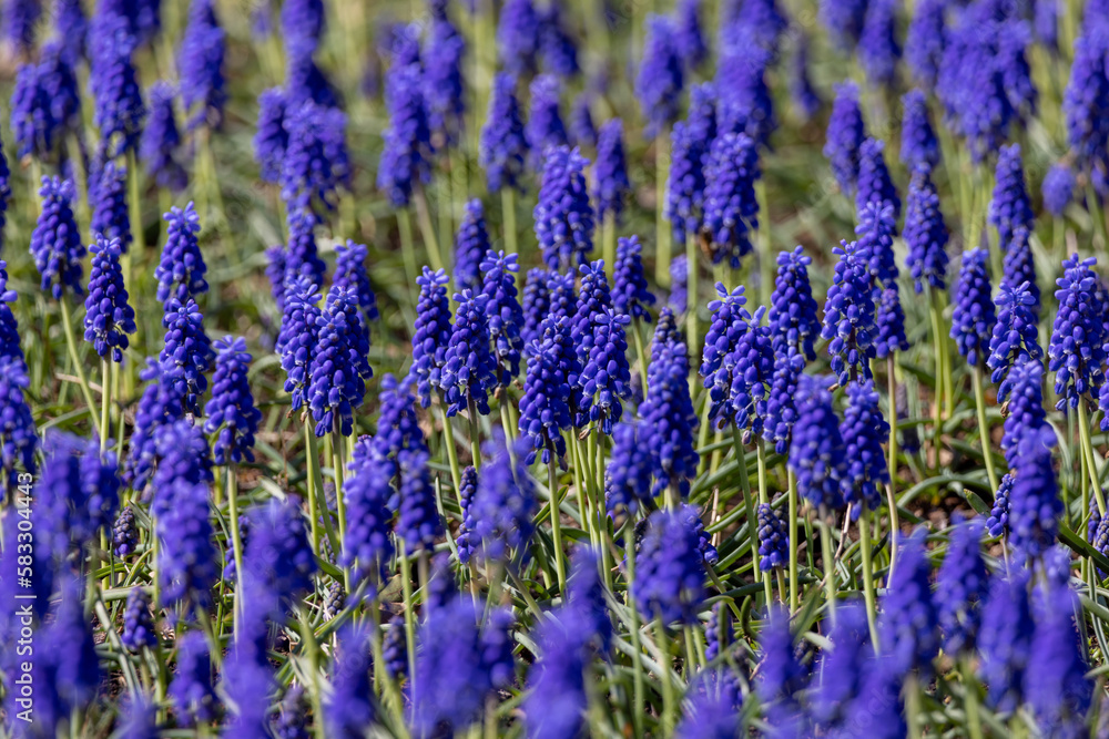 Fototapeta premium 一面のムスカリ