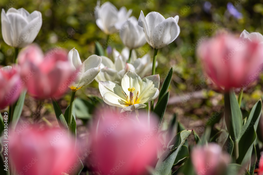 Obraz premium 一面のチューリップ