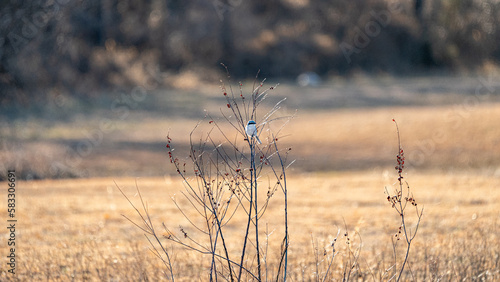Song bird on the prairie