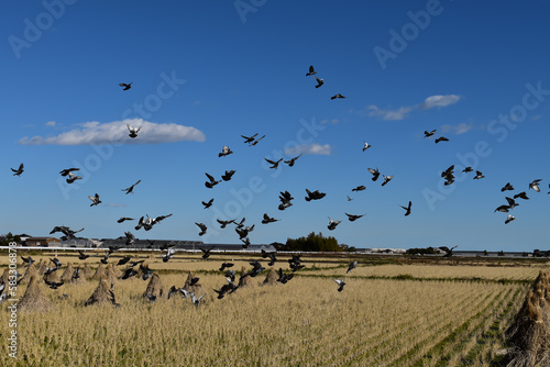 収穫後の畑には鳩たちがパーティーをしていました。