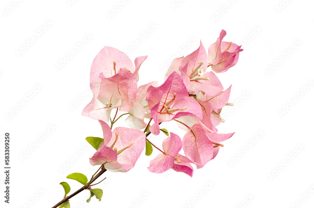 Pink bougainvillea flowers on white background.