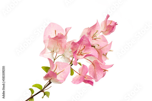 Pink bougainvillea flowers on white background.