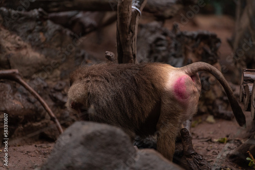 The hamadryas baboon, Papio hamadryas is a species of baboon, being native to the Horn of Africa and the southwestern tip of the Arabian Peninsula. photo