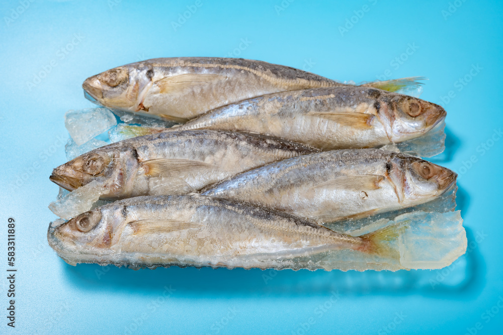 angle view frozen brown-striped mackerel scads on blue background angle view frozen brown-striped mackerel scads on blue background