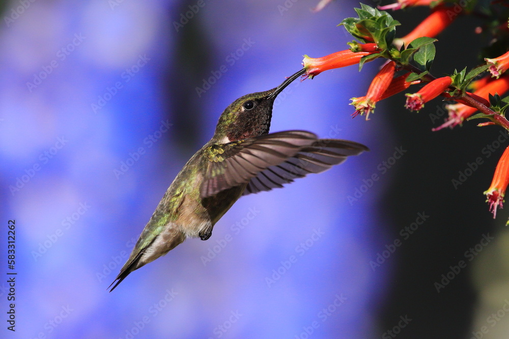 Obraz premium Ruby-Throated Hummingbird