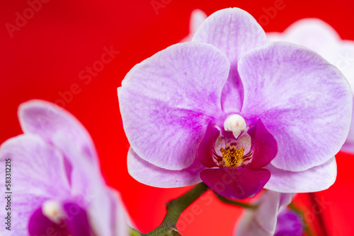 blooming orchids on a red background horizontal composition