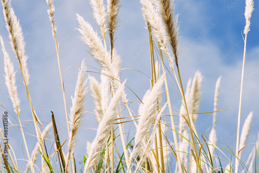 Dry pampass grass over the blue sky, Dry pampass grass over the blue sky,