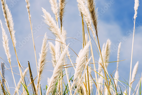 Dry pampass grass over the blue sky,